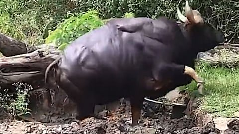 مقطع وثق ظهوره.. هل شاهدت ثور غور الأضخم والأكبر في العالم؟