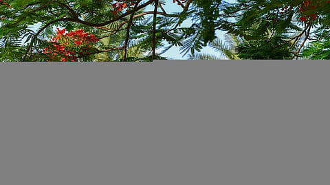 مؤسسة الري: زراعة مليوني شجرة في جميع المناطق بمصادر مياه غير تقليدية