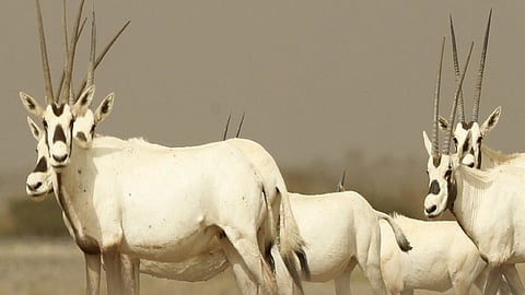 «الحياة الفطرية»: إطلاق وإعادة توطين 680 كائنًا فطريًّا مهددًا بالانقراض