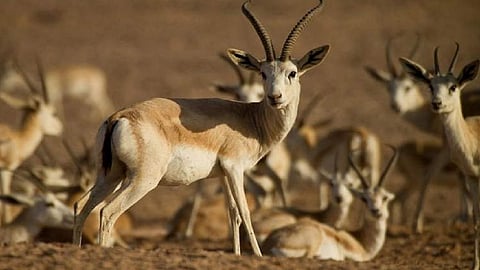 الحياة الفطرية: مشاهدة المها العربي وظبي الريم بأعداد كبيرة في الطرق.. قريبًا