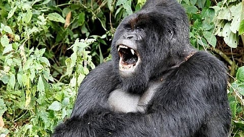 بالفيديو.. غوريلا تهاجم السياح وتجبرهم على الهرب