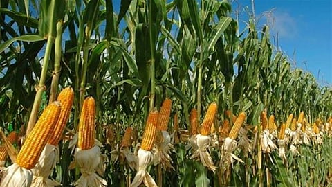 محصول الذرة بعسير.. وفرة في الإنتاج وقيمة غذائية عالية