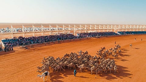 السعودية تستعد لاحتضان أكبر مهرجانات الإبل في العالم