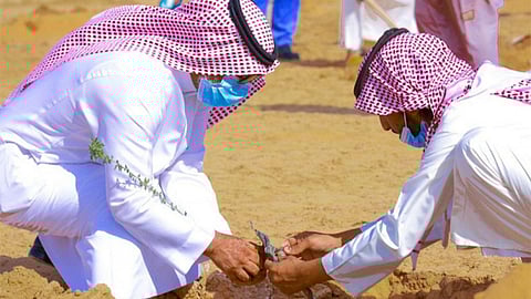 «الوطني لتنمية الغطاء النباتي» بتبوك يطلق المرحلة الثانية من حملة «لنجعلها خضراء»