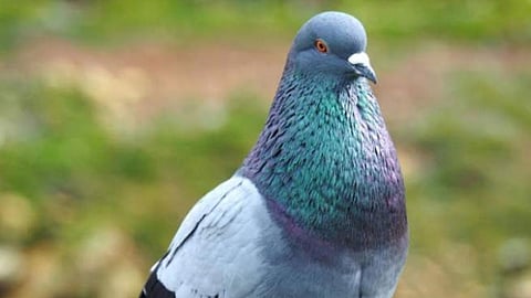 فيديو.. حمامة تنقذ صاحبتها بعدما تظاهرت بالإغماء