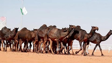 ملاك: «سمِّها» حفظت إرث سلالات الإبل وعززت بيئتها الاقتصادية