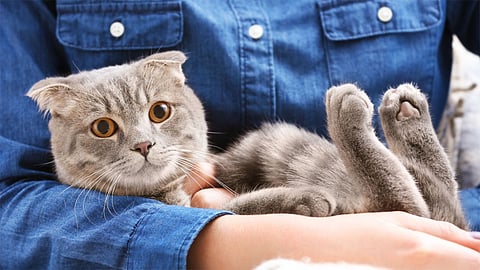 دراسة: القطط لديها القدرة على تتبع مواقع مالكها بالإشارات الصوتية