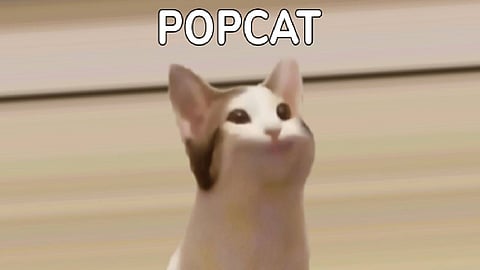 حمى Popcat تجتاح منصات التواصل.. منافسة دولية في «اضغط على القطة»