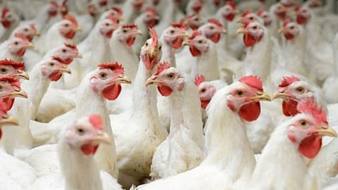 «البيئة» تطرح 15 فرصة استثمارية لمشاريع الدواجن في منطقة المدينة المنورة