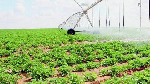 برنامج ريف يحدِّد المحاصيل والفاكهة المشمولة بالدعم