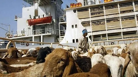 السودان تصدر 23 ألف رأس ماشية إلى السعودية