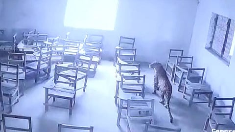 بالفيديو.. فهد يتسلل إلى داخل فصل دراسي ويهاجم طفلاً