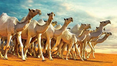 «البيئة» تنهي عملية الربط الإلكتروني مع نادي الإبل