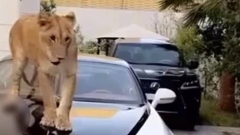 بعد تداول مقطع فيديو لأسد على مركبة.. ضبط مواطن مخالف لنظام البيئة لاتجاره بكائنات فطرية