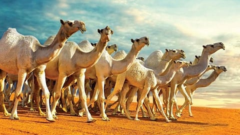 إعلان مواعيد التسجيل الإلكتروني لجائزة المؤسس لسباقات الهجن بمهرجان الإبل