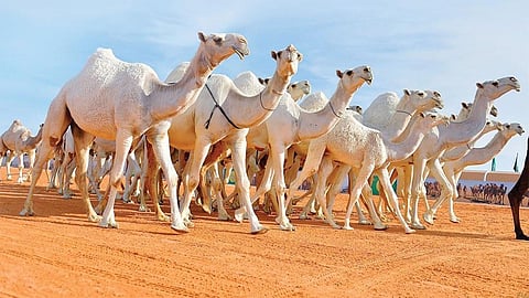 لتأمين نقل الإبل.. «بن حثلين» يُعلن الاتفاق مع شركة أوروبية