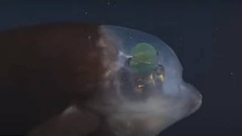 بالفيديو.. رصد سمكة «فضائية» في أعماق المحيط الهادئ