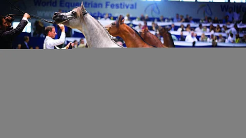 انطلاق منافسات العرض الدولي الخامس لجمال الخيل العربية الأصيلة