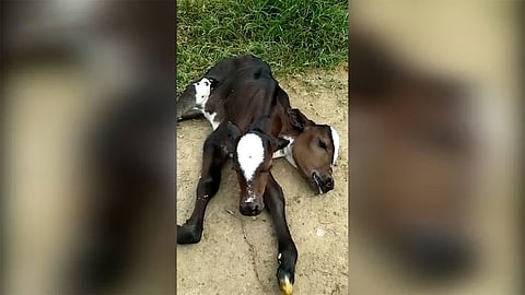 بالفيديو... ولادة غريبة لعجل برأسين في البرازيل
