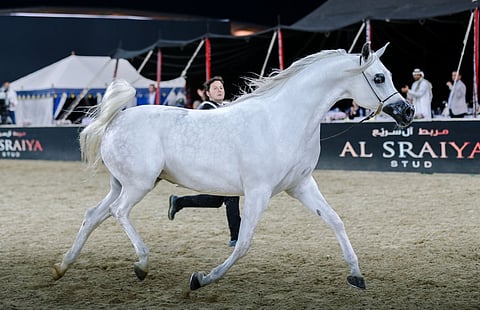 غدا.. انطلاق بطولة جمال الخيل العربية الأصيلة