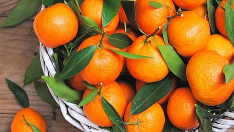 خبيرة تغذية تُعدد فوائد اليوسفي.. وتحذر من تجاوز هذه الكمية يوميًا