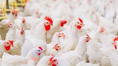 «الزراعة» تعلن طرح 18 فرصة استثمارية لمشاريع الدواجن في حائل