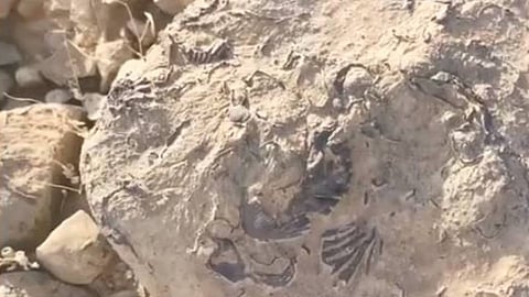 أثري يرصد اكتشافًا مذهلًا.. أحافير بحرية وأصداف تلتصق بالصخور في جازان