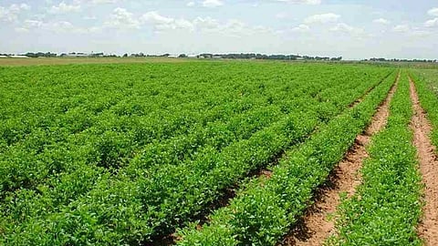 6 طرق لحماية النباتات في موسم الشتاء