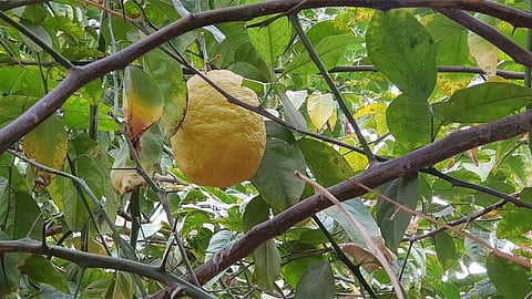 بالصور.. مزارعو وادي الدواسر يبدأون في جني ثمار «الأترجة»