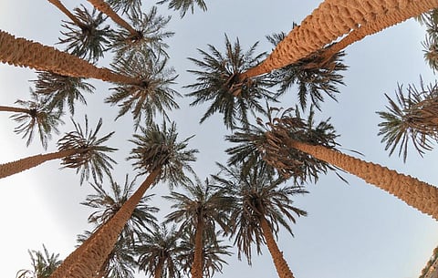 بالصور.. هكذا يرى الأوروبيون الجوف منطقة المليون نخلة