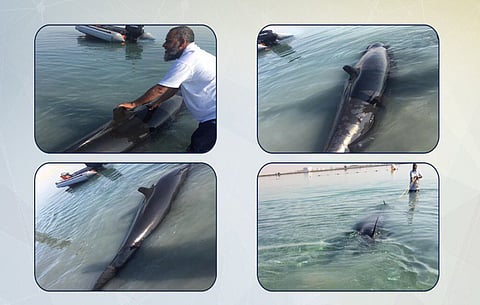 بالفيديو.. حرس الحدود يكشف حقيقة "الكائن البحري" بجدة