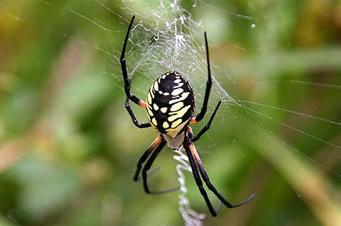 دراسة صينية: حليب العناكب أكثر فائدة من الأبقار