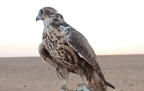 تحذير من علاج الصقور دون الرجوع إلى مختصين