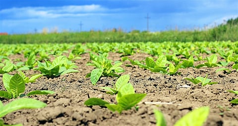 بدء زراعة 300 هكتارٍ حقولًا إرشاديةً للزراعة المطرية في المملكة