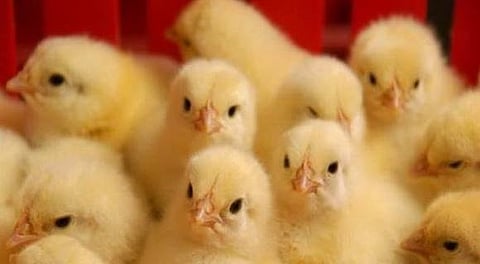 البيئة تحظر استيراد الطيور الحية والصيصان من الهند