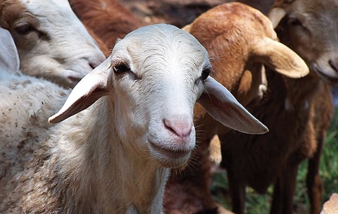 وصول الباخرة "كرازي" للمملكة وعلى متنها 14 ألفًا من الأغنام الرومانية