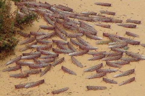 اليوم.. البيئة تبدأ في مكافحة أسراب الجراد الصحراوي في السليل والأفلاج