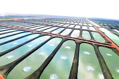 "إيفرجرين" الصينية توقع عقدًا للاستزراع المائي في السعودية.. نهاية يناير