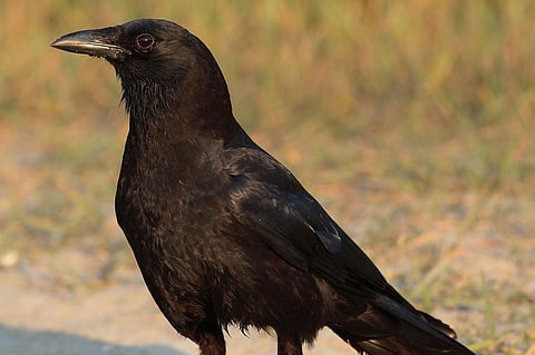 الغربان تسرق حلي النساء وتهاجم الأهالي في الأردن