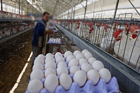 اقتراحات جديدة لتطوير قطاع الدواجن في المملكة