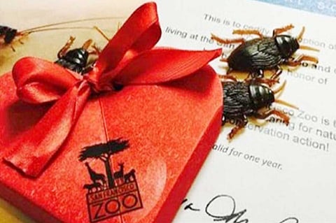 حديقة حيوانات تتيح للعازبين وسيلة انتقام غريبة من أحبائهم السابقين