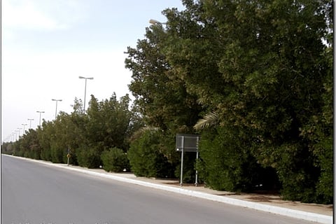 منع زراعة أشجار «البازروميا» بسبب أضرارها على بيوت مكة المكرمة