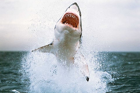 إغلاق شاطئ في أستراليا بعد هجوم سمكة قرش على راكب أمواج