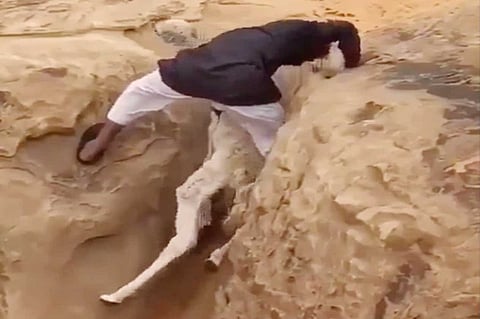 مقطع فيديو يوثق مبادرة شاب سعودي إلى إنقاذ «قَعُود» محتجز في حفرة