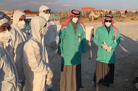 «كورونا» يُغلق سوق الإبل بالقريات حتى إشعار آخر