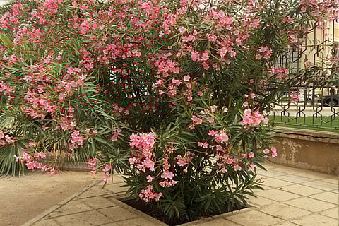 أمانة جدة تعلق على أزمة شجرة «الدفلي» السامة بالواجهة البحرية