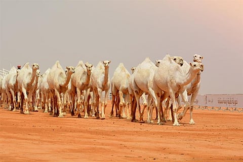 15 رحلة يوميًّا لنقل زوّار مهرجان الملك عبدالعزيز للإبل