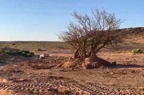 «بيئة الجوف» تطيح بصاحب فيديو «شجرة السدر» بسكاكا