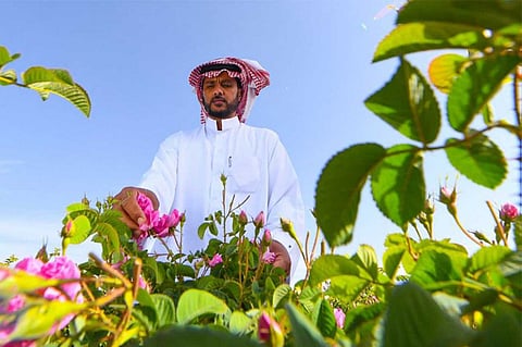 بالصور.. «الورد الطائفي» يعطّر الأجواء إيذانًا ببدء دخول فصل الربيع