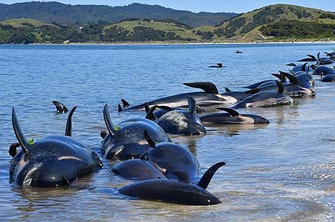 دارسة توضح لغز «انتحار الدلافين»